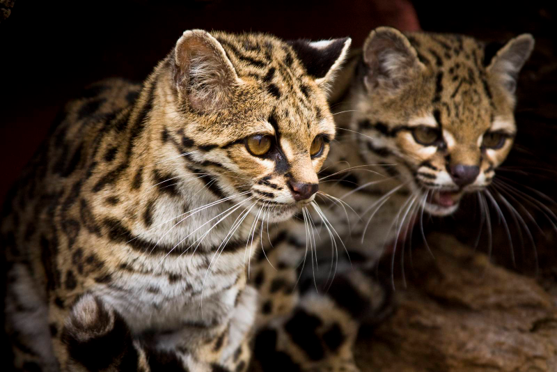 Illustration for article titled Caturday - Leopardus wiedii Edition